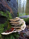 LZ00497 Mushrooms on fallen tree trunk.jpg